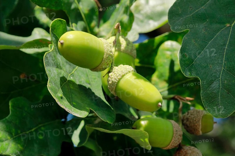 Close-up of green acorns and oak leaves in late summer, Lower Saxony, Germany, Europe