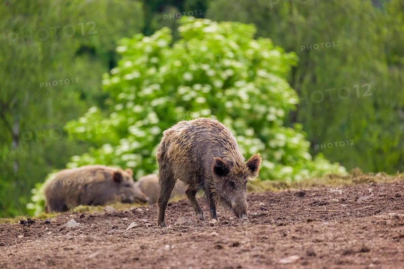 Three wild boar or wild pig (Sus scrofa), walk across an opening on hilly terrain searching for food. A flowering elder bush is in the background