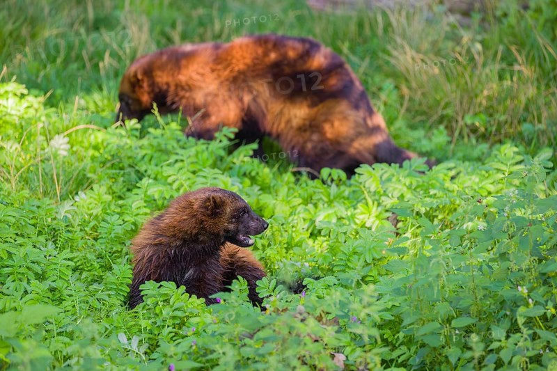 Two wolverine (Gulo gulo) rest on a green meadow at a forest edge