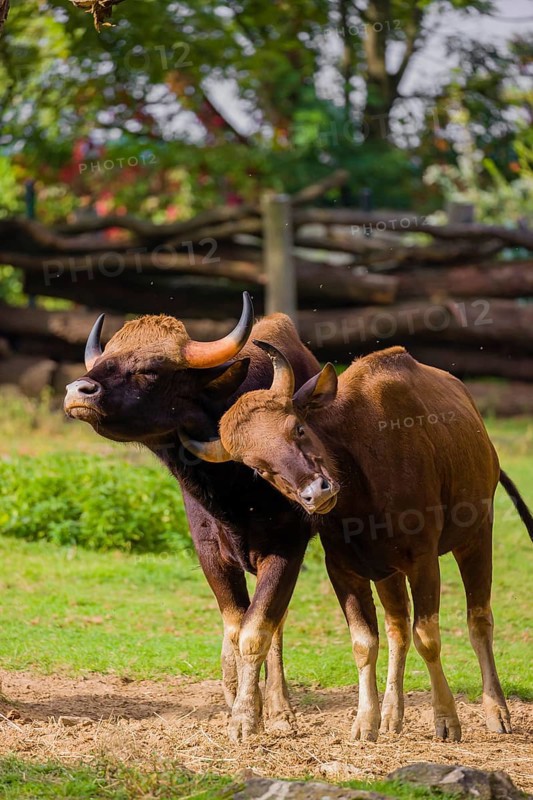A male and a female Gaur (Bos gaurus gaurus) stand side by side on a green meadow