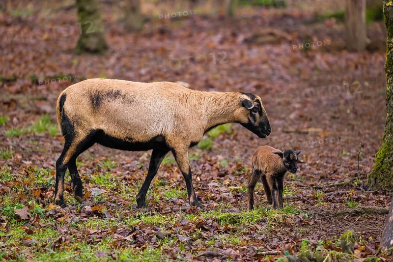 A female Cameroon or Cameroon Dwarf sheep, Ovis gmelini aries, and its lamb stand on a forest edge