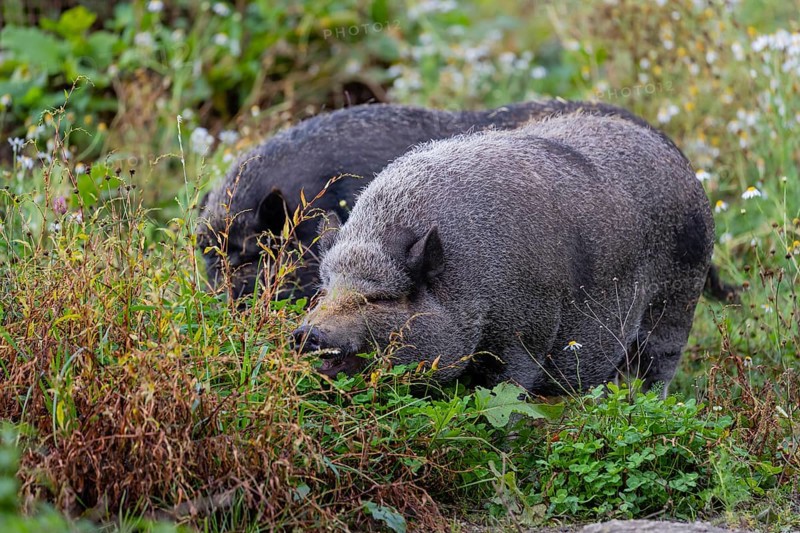 Two Minipigs, Sus scrofa domesticus, standing in a flowering meadow