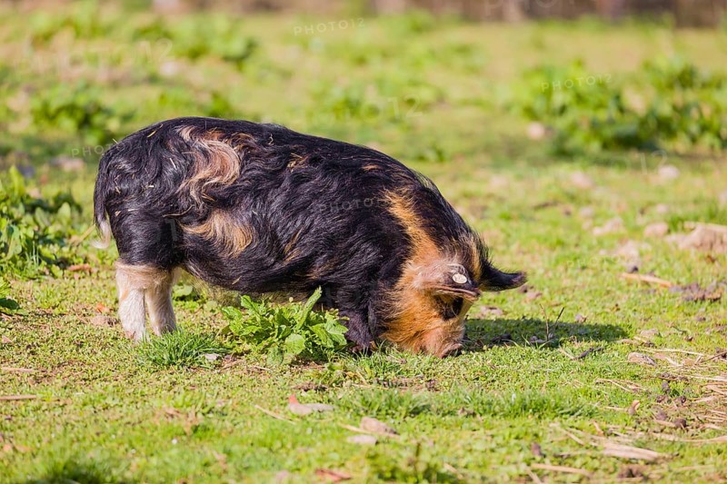 Kunekune pig, sus scrofa domesticus, a domestic breed from New Zealand