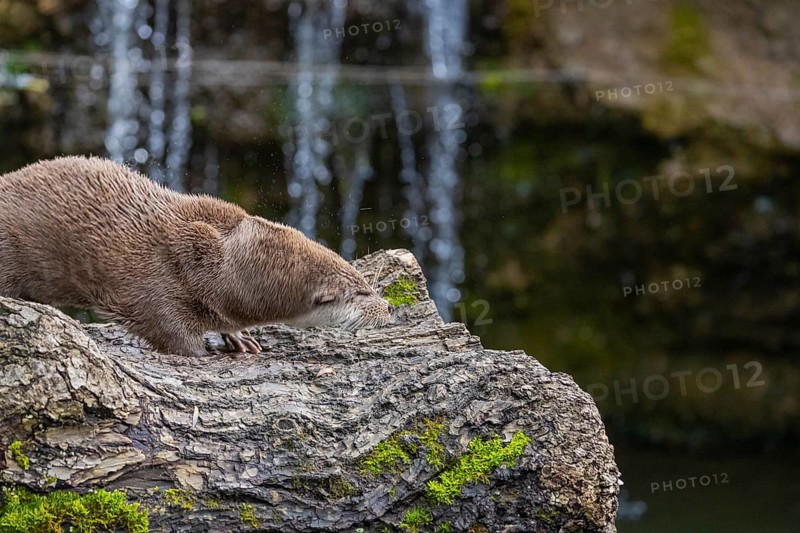One Eurasian otter (Lutra lutra) resting on a log in front of a little cascade. Shaking his head to get the water out of the fur
