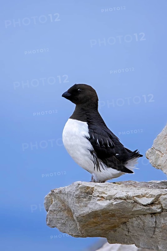Little auk, dovekie (Alle alle) perched on rock on top of sea cliff along the Arctic Ocean coast, Svalbard, Spitsbergen, Norway, Europe