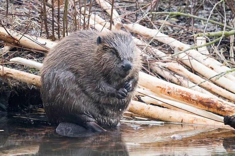 A beaver (Castor fibre) sits by the water surrounded by gnawed branches in a humid environment, Hesse, Germany, Europe
