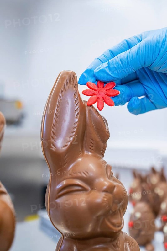 A hand with a blue glove decorates a chocolate bunny with a red flower, Easter baking and chocolate icing at Haselstaller Hof, Gechingen, Black Forest, Germany, Europe