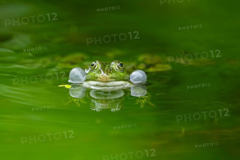 Edible frog (Pelophylax esculentus) in a little lake in the water, Bavaria, Germany, Europe