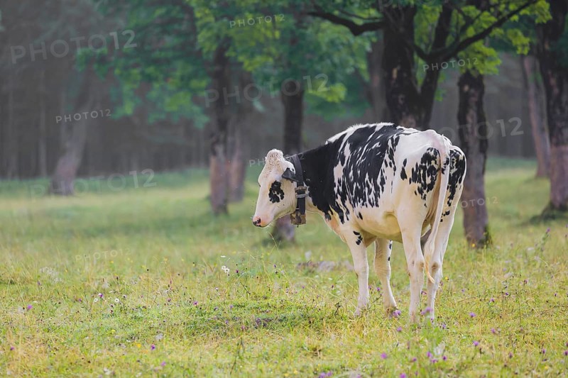 A Holstein Friesian cattle grazing on the alpine pasture with maple trees, Eng valley, Austria, Europe