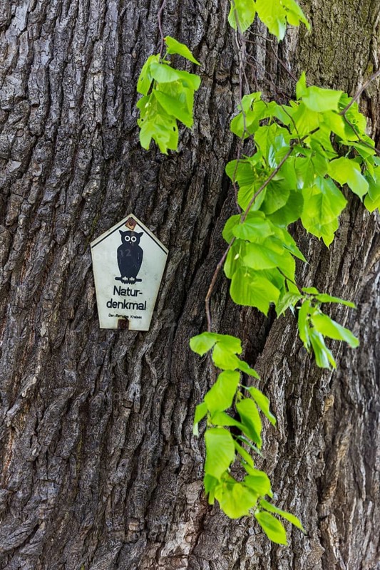 Sign natural monument at the Schmorsdorfer Lime tree, hsitoric summer lime tree (Tilia platyphyllos), estimated age 350-500 years, in the centre of Schmorsdorf, Müglitztal, Saxony, Germany, Europe