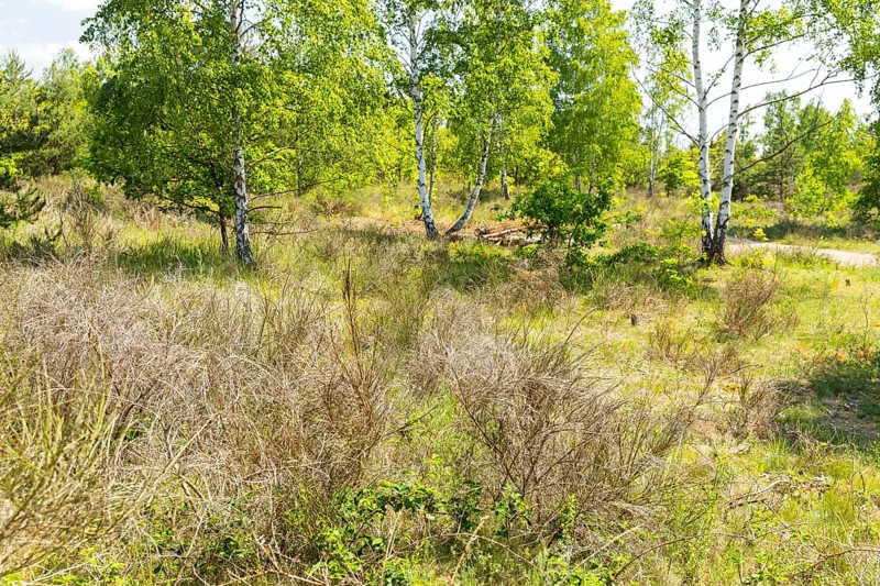 Sparse vegetation on the inland dune landscape on the Heller, broom (Cytisus scoparius) dried out by the dry summers of previous years at flowering time, Hellerberge, Dresden, Saxony, Germany, Europe