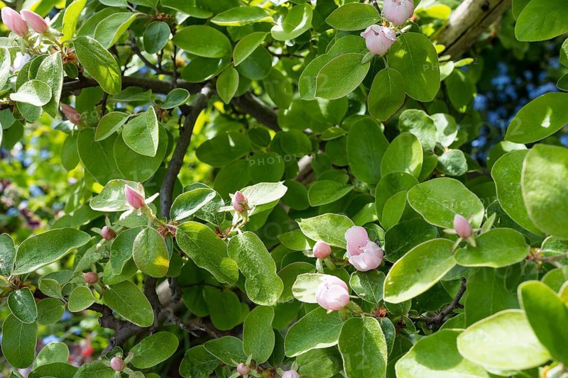 Quince (Cydonia oblonga) in bloom