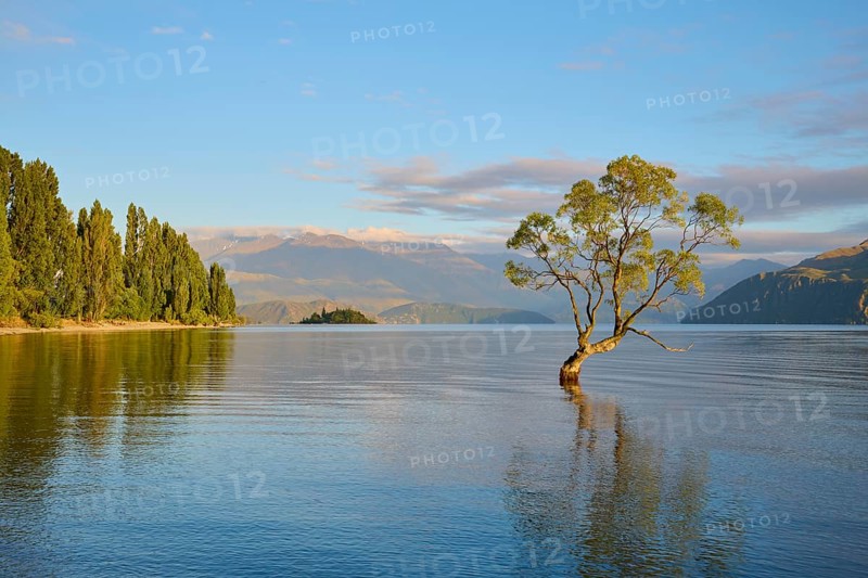 A tree standing in the lake with mountains in the background at sunrise, summer, Lake Wanaka, Wanaka, Otago, South Island, New Zealand, Oceania