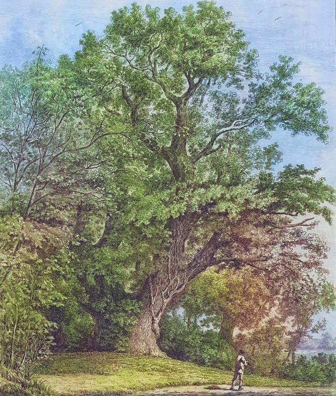 Famous old trees, The Chipstead Elm, North East Surrey, England, Historic, digitally restored reproduction from a 19th century original, coloured, Record date not stated