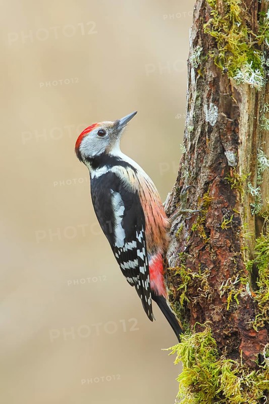 Middle spotted woodpecker (Dendrocopos medius) sitting on a tree stump overgrown with moss and lichen, Wildlife, Woodpeckers, Birds, Nature photography, Neunkirchen, Siegerland, North Rhine-Westphalia, Germany, Europe