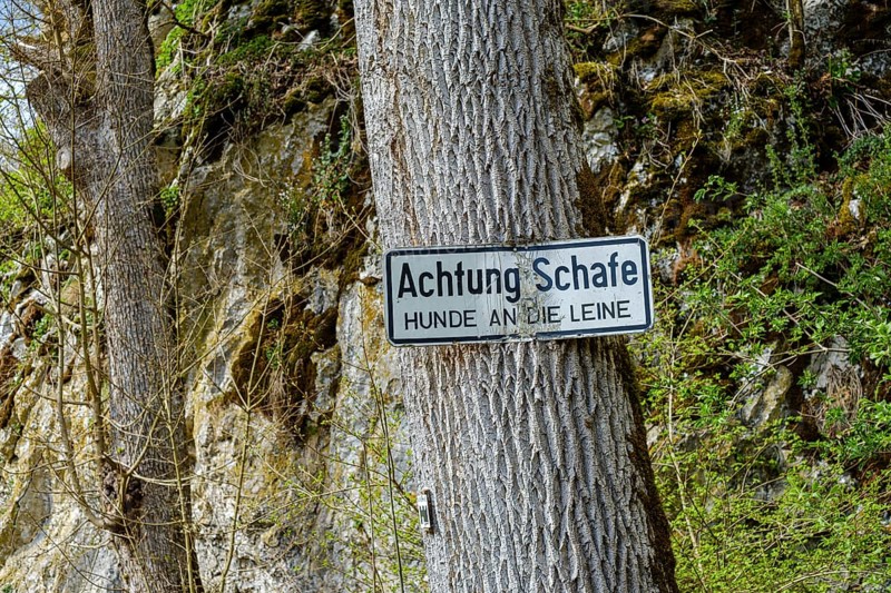 Sign, Attention sheep, dogs on a lead, on a tree, Großes Lautertal near Unterwilzingen, Swabian Alb, Baden-Württemberg, Germany, Europe