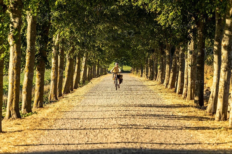 Bicycle on an avenue, Langeland Island, Denmark, Europe