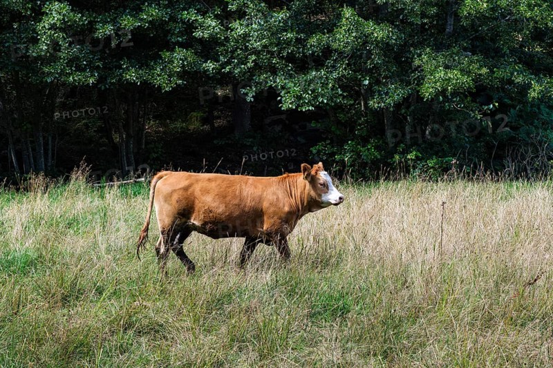 Grazing cows in the Hallarumsviken nature reserve near Karlskrona, Blekinge län, Sweden, Europe