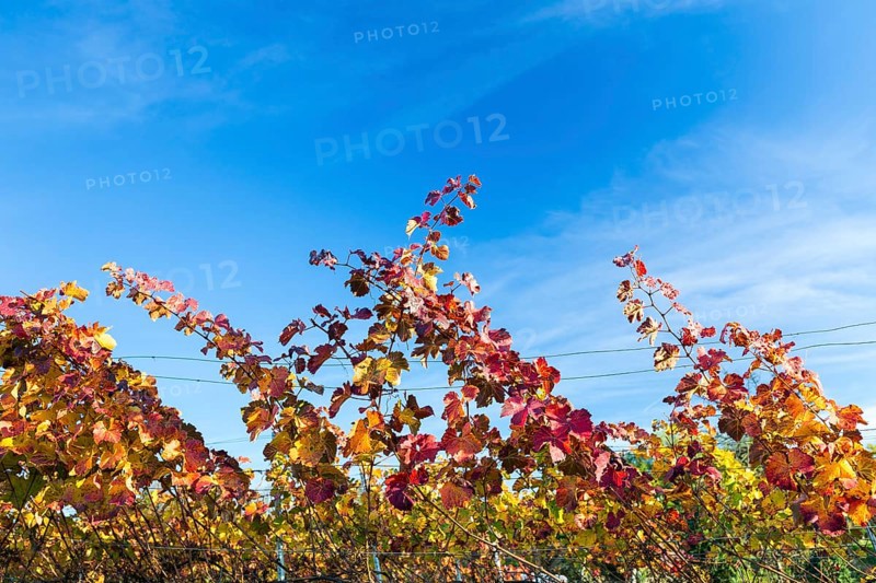 Autumn foliage colouring of the grapevine (Vitis vinifera), Goldkuppe vineyard, Diesbar-Seußlitz, Saxony, Germany, Europe