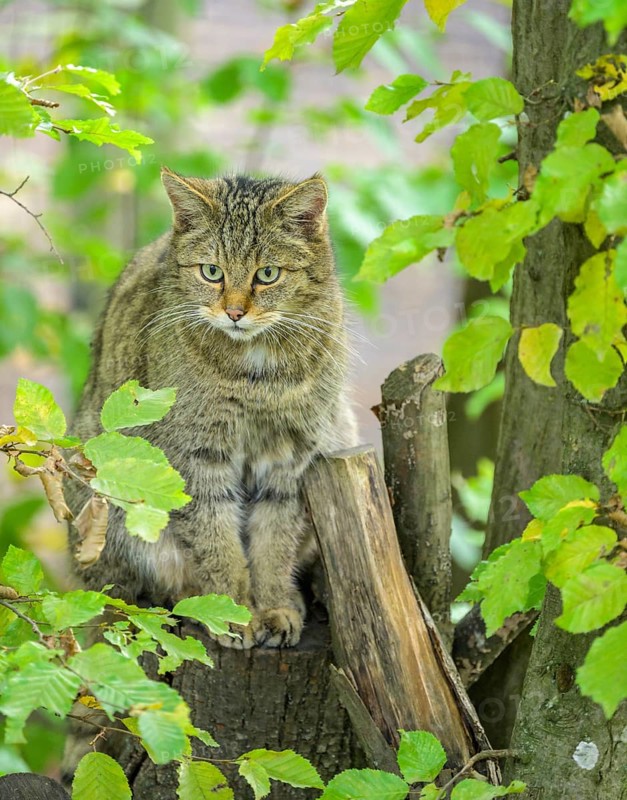 European wildcat or forest cat (Felis silvestris) in the wildcat enclosure at the Thayatal National Park House, Hardegg, Lower Austria, Austria, Europe