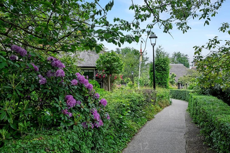 Idyllic garden path surrounded by flowering shrubs and rich vegetation, Giethoorn, municipality of Steenwijkerland, province of Overijssel, Netherlands