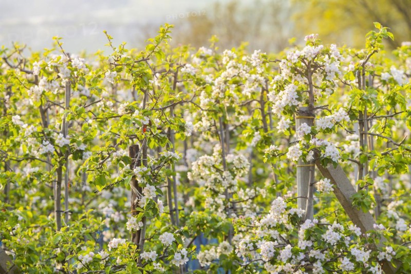 Orchards in bloom near Wittgensdorf in the Eastern Ore Mountains, Wittgensdorf, Saxony, Germany, Europe