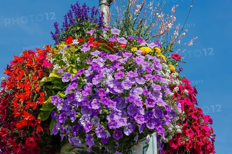Historic old town, flower decoration, petunias (Petunia), university town, Tübingen, Baden-Württemberg, Germany, Europe