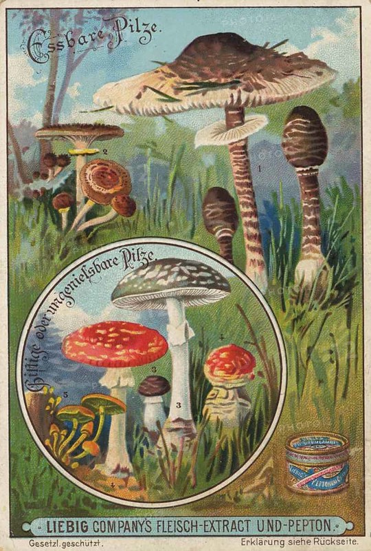 Picture series Comparison of edible mushrooms and poisonous mushrooms, Liebig picture, digitally restored reproduction of a collector's picture from around 1900, public domain, exact date unknown, illustration of poisonous and edible mushrooms with strong colours and botanical details