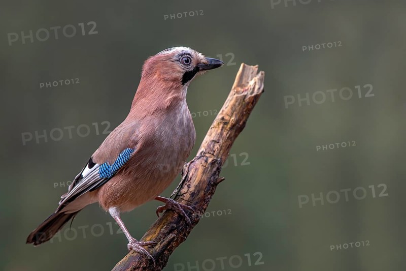 Eurasian jay (Garrulus glandarius), sitting on a branch, Terfens, Tyrol, Austria, Europe