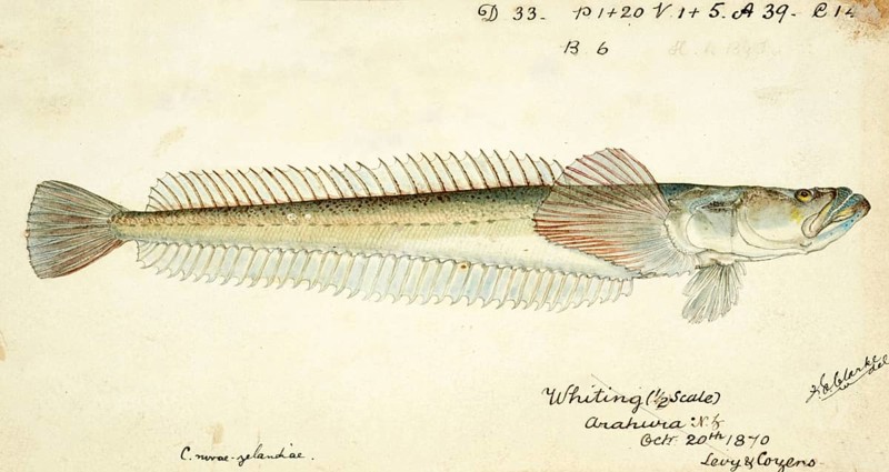 Crapatulus novaezealandiae, Sand stargazer, fish, reproduction of an original, by Frank Edward Clarke (b. 1849, d. 1899), ichthyologist and scientific draughtsman