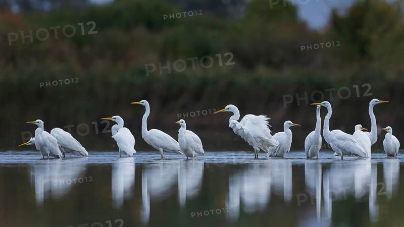 Great White Egret (Ardea alba) Foraging, migratory bird, fishing, hunting, winter visitor, passage migrant, short-distance migrant, resting bird, shallow water zone, Middle Elbe Biosphere Reserve, Saxony-Anhalt, Germany, Europe