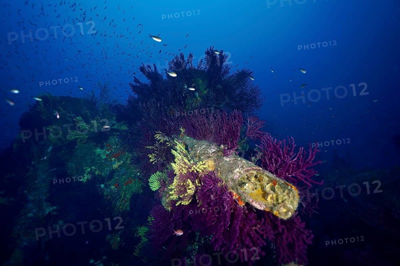 Underwater image of a wreck, overgrown with colourful corals, Violescent sea-whip (Paramuricea clavata), and small fish in deep blue, dive site Wreck le Donator, Giens Peninsula, Provence Alpes Côte d'Azur, France, Europe