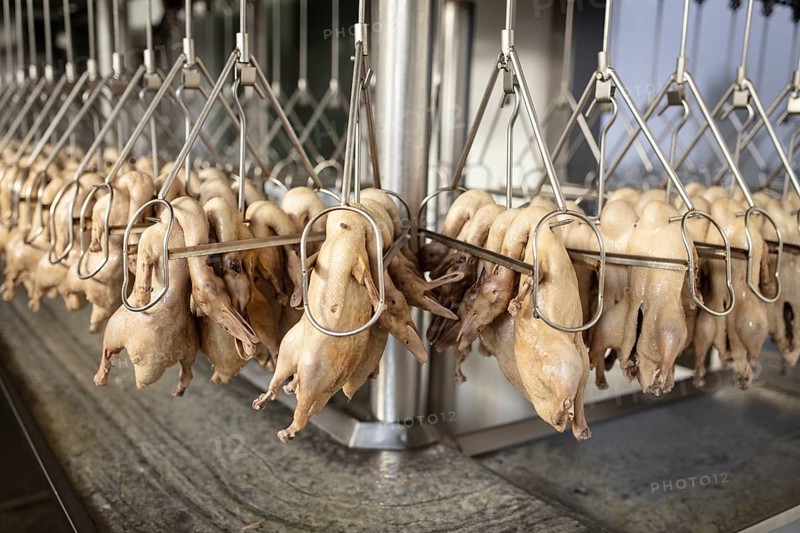 Production of salted ducks factory Nan Jing Ying Tao Yo Co. Ltd., for consumption in restaurants but also for sale as durable products as souvenirs, the frozen ducks come from the duck farms, are salted, brined, dried and scalded, Nanjing, China, Asia