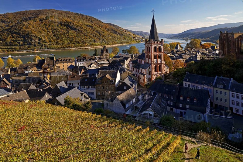 Autumn view of Bacharach on the Rhine with St. Peter's Church, UNESCO World Heritage Upper Middle Rhine Valley, Rhineland-Palatinate, Germany, Europe