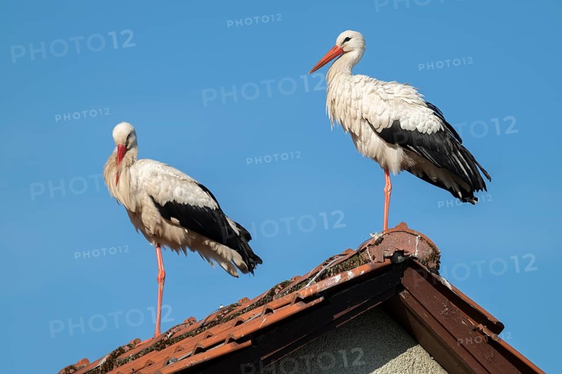 White storks (Ciconia ciconia), two storks, stork couple, standing on the roof of a house, blue sky, Lower Saxony, Germany, Europe