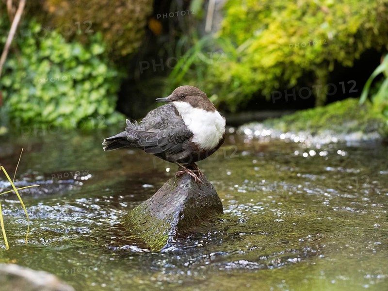 Common Dipper (Cinclus cinclus), adult bird perched on a stone in a hill stream, looking over its shoulder and singing, Hesse, Germany, Europe