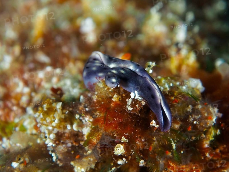 Iridescent bluish nudibranch, spotted thuridilla, sapsucker (Thuridilla vataae), on lively coral structure. Dive site SD, Nusa Ceningan, Nusa Penida, Bali, Indonesia, Asia