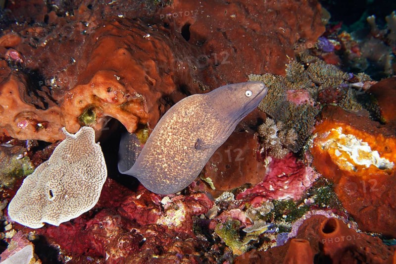 A moray eel, white-eyed moray eel (Gymnothorax thyrsoideus) winds its way through a lively underwater coral landscape, dive site Toyapakeh, Nusa Ceningan, Nusa Penida, Bali, Indonesia, Asia