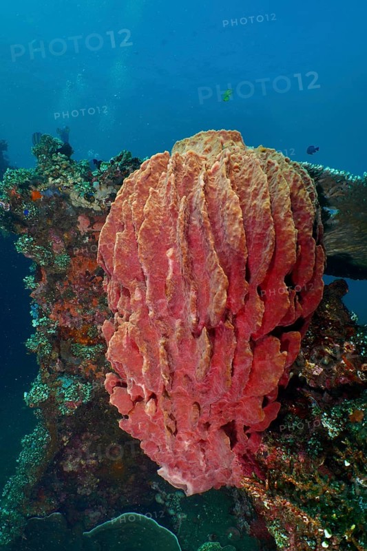 Barrel sponge, barrel sponge (Xestospongia testudinaria) underwater on a shipwreck in the ocean, dive site USAT Liberty, Tulamben, Bali, Indonesia, Asia