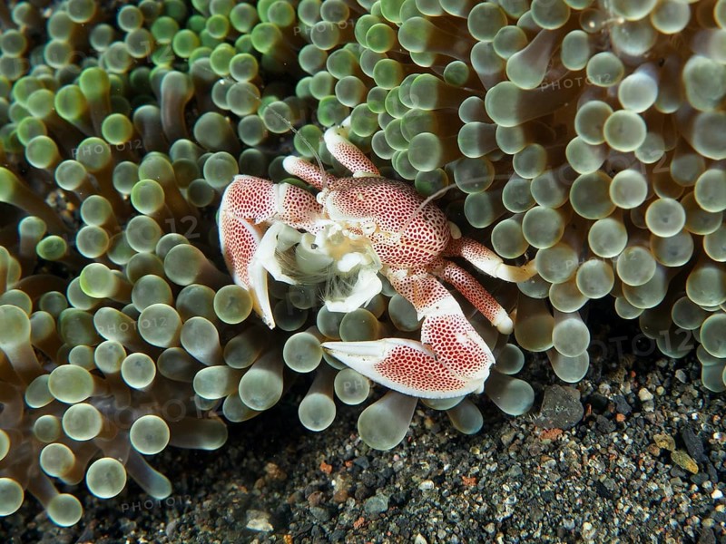 A red-spotted spotted porcelain crab (Neopetrolisthes maculatus) in a green sea anemone in an underwater ambience, dive site Puri Jati, Umeanyar, Bali, Indonesia, Asia