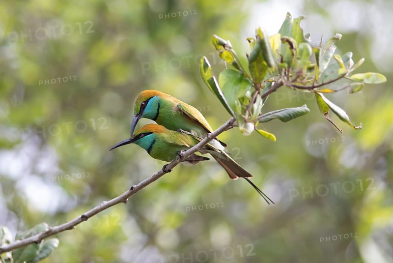 Two Bronze-crowned Emerald Bee-eaters (Merops orientalis) mating in Yala Natioal Park, Southern Province, Sri Lanka, Asia