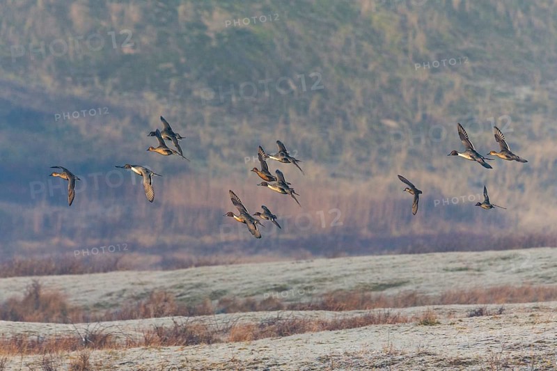 Pintails (Anas acuta), flock of birds in flight, island of Texel, Holland