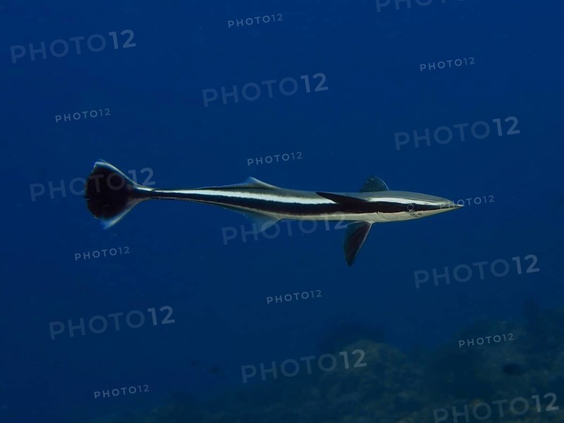A streamlined fish, Live sharksucker (Echeneis naucrates), swimming alone in the deep blue ocean, dive site Twin Reef, Penyapangan, Bali, Indonesia, Asia