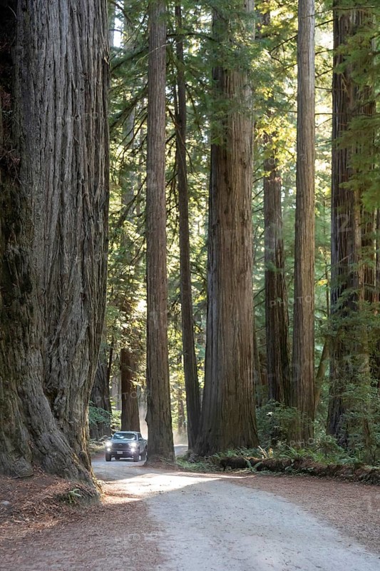 Crescent City, California - Redwood trees (Sequoia sempervirens), the tallest trees in the world, along Howland Hill Road in Jedediah Smith Redwoods State Park. The park is part of Redwood National and State Parks on the Pacific Coast of northern California