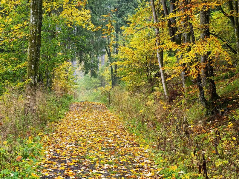 Woodland path, covered in autumn leaves, beside the Schwartzbach stream, in the Rhön UNESCO Biosphere nature reserve, county Bavaria, Germany, Europe