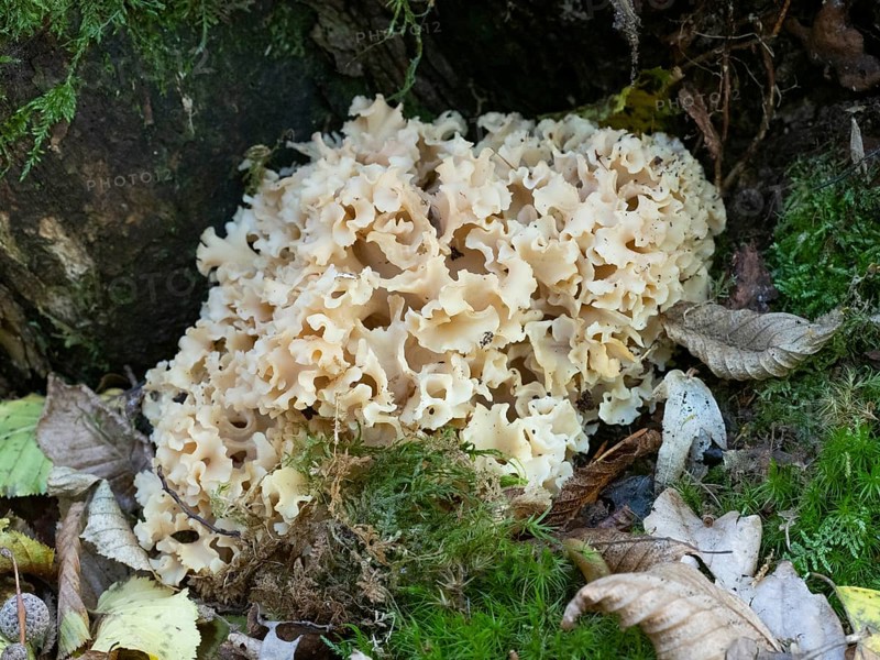 Cauliflower Fungus (Sparassis crispa), growing on the ground at the base of a Pine tree, in the forest, October, Kellerwald national nature reserve, North Hesse, Germany, Europe