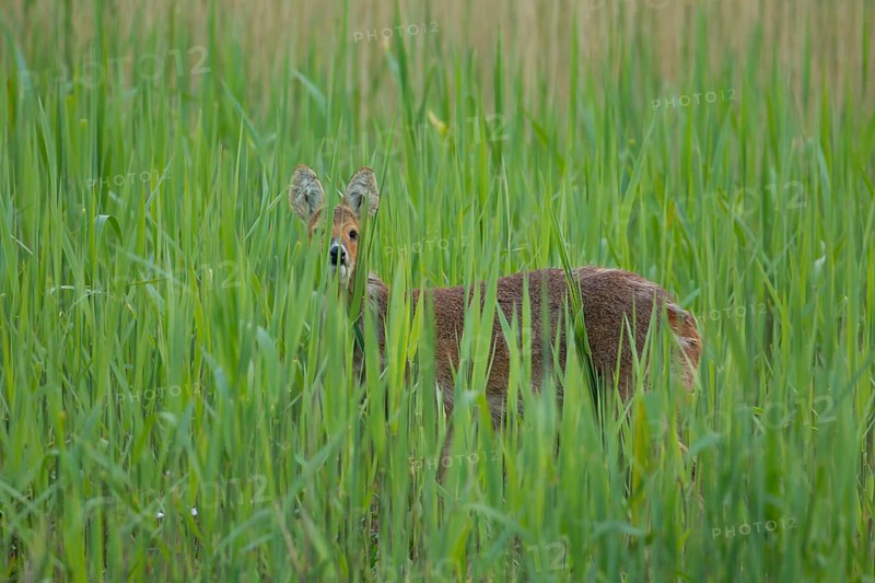 Chinese water deer (Hydropotes inermis) adult animal amongst reeds of a reedbed, England, United Kingdom, Europe