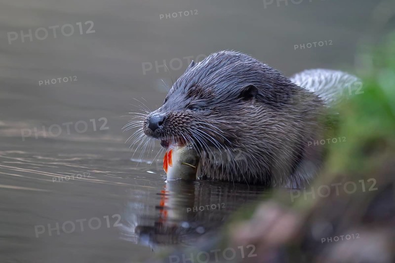 Eurasian otter (Lutra lutra) adult animal feeding on a fish in a river, England, United Kingdom, Europe
