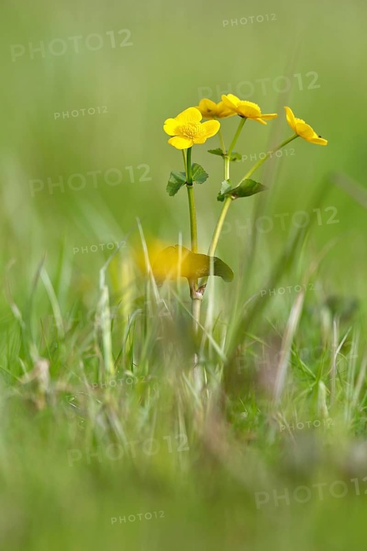 Marsh marigold (Caltha palustris), flowers of wetland biotopes, yellow flower, Flusslandschaft Peenetal nature park Park, Mecklenburg-Western Pomerania, Germany, Europe