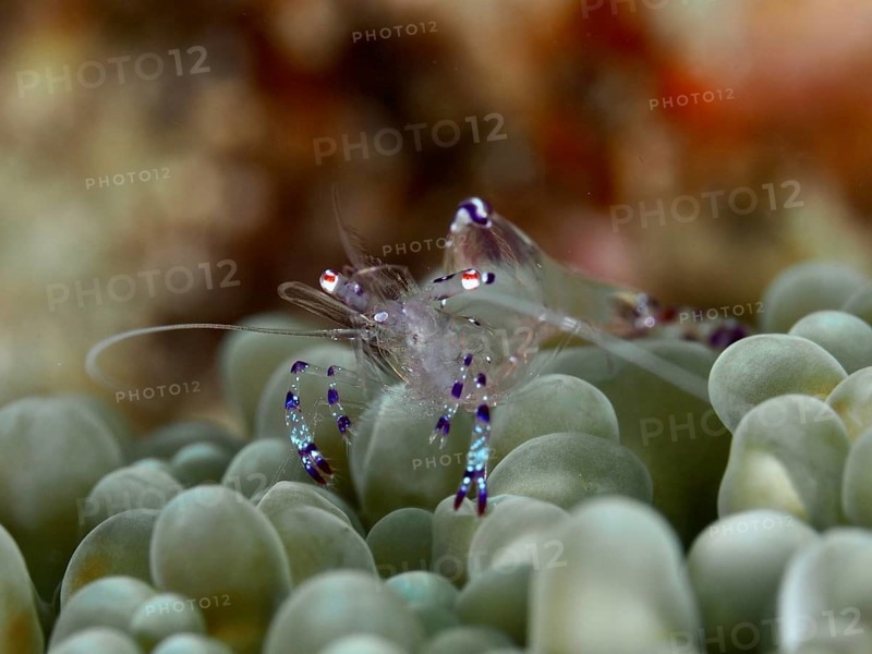 Transparent Saravati anemone partner shrimp (Ancylomenes sarasvati) sits on green, bubble-like structures, dive site Spice Reef, Penyapangan, Bali, Indonesia, Asia